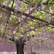 ヒメ日記 2025/05/04 11:36 投稿 るな でりどす