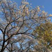 ヒメ日記 2026/04/04 12:31 投稿 らら でりどす