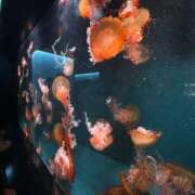 ヒメ日記 2025/03/13 19:07 投稿 きょろ ばつぐん素人プロダクション