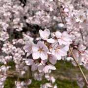 ヒメ日記 2025/04/01 18:53 投稿 きょろ ゆるふわKISS