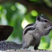 ヒメ日記 2025/03/19 21:50 投稿 さりゅ Hills Premier