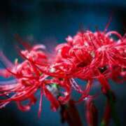 ヒメ日記 2025/08/14 22:23 投稿 さりゅ Hills Premier