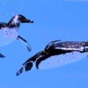 ヒメ日記 2025/08/16 21:23 投稿 さりゅ Hills Premier