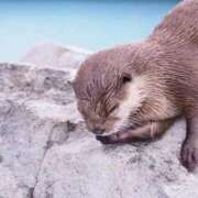 ヒメ日記 2025/08/29 16:03 投稿 さりゅ Hills Premier