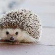 ヒメ日記 2025/09/12 22:23 投稿 さりゅ Hills Premier