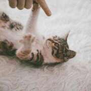 ヒメ日記 2025/11/18 20:53 投稿 さりゅ Hills Premier