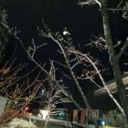 ヒメ日記 2025/03/23 08:08 投稿 まゆき Hills Premier