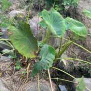 ヒメ日記 2025/11/17 13:33 投稿 まゆき Hills Premier