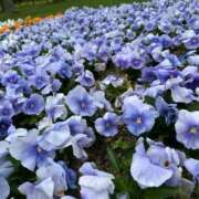 宮藤もか おはようございます！ 札幌ソフィア