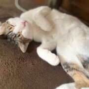 ヒメ日記 2025/04/20 10:46 投稿 もえ 横浜ひよこ倶楽部