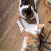 ヒメ日記 2025/05/11 21:56 投稿 もえ 横浜ひよこ倶楽部