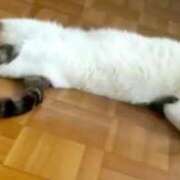 ヒメ日記 2025/06/16 20:06 投稿 もえ 横浜ひよこ倶楽部