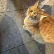 ヒメ日記 2026/01/04 07:58 投稿 りり 秋葉原コスプレ学園in西川口