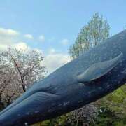 ヒメ日記 2025/04/11 14:57 投稿 みゆき 土浦ハッピーマットパラダイス