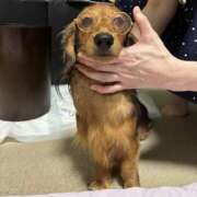 ヒメ日記 2025/07/26 19:59 投稿 早瀬　ちひろ 一夜妻