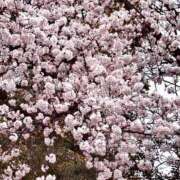 ヒメ日記 2025/04/07 21:13 投稿 かなで 横浜しこたまクリニック