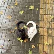 ヒメ日記 2025/11/17 19:13 投稿 かなで 横浜しこたまクリニック