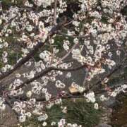 ヒメ日記 2026/02/20 15:13 投稿 かなで 横浜しこたまクリニック