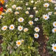 ヒメ日記 2026/02/22 09:19 投稿 かなで 横浜しこたまクリニック