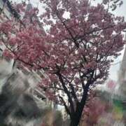 ヒメ日記 2026/04/05 21:53 投稿 かなで 横浜しこたまクリニック