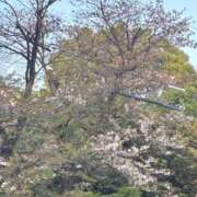 ヒメ日記 2026/04/15 18:53 投稿 かなで 横浜しこたまクリニック