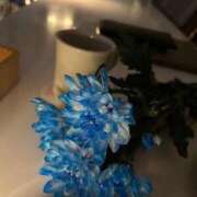 ヒメ日記 2025/05/31 11:46 投稿 ミナト マテリアル