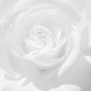 ヒメ日記 2025/07/30 08:54 投稿 ひより♦PREMIUM Blue Moon