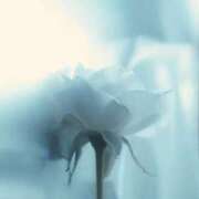 ヒメ日記 2025/10/19 16:12 投稿 ひより♦PREMIUM Blue Moon