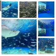 ヒメ日記 2025/07/21 23:10 投稿 あずみ 越谷熟女デリヘル マダムエプロン