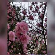 ヒメ日記 2025/03/28 09:00 投稿 くらら 奥鉄オクテツ東京店（デリヘル市場）