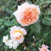 ヒメ日記 2025/09/05 18:18 投稿 れれ 恋愛マット同好会