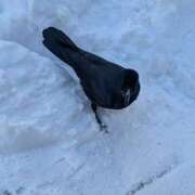 ヒメ日記 2026/01/16 15:18 投稿 れれ 恋愛マット同好会