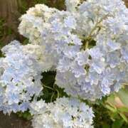 ヒメ日記 2025/06/06 18:09 投稿 ほの【精一杯のご奉仕♡】 LIPS(リップス)