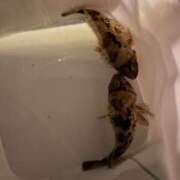 ヒメ日記 2025/04/23 10:06 投稿 ねお【魅力的な愛嬌と笑顔♡】 LIPS(リップス)