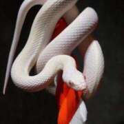 ヒメ日記 2026/04/10 16:55 投稿 メジリ～ 雌尻～ ドMな奥さん 十三店