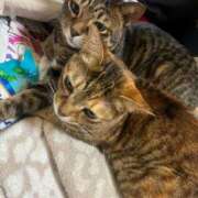 ヒメ日記 2025/03/02 00:15 投稿 青山 葵 Prae-tall-（プラエトール）