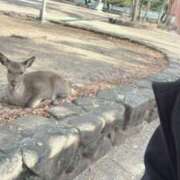 ヒメ日記 2024/12/17 20:19 投稿 しき メイドde本舗