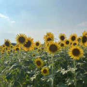 ヒメ日記 2025/01/19 22:51 投稿 しき メイドde本舗