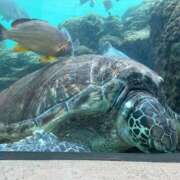 ヒメ日記 2025/07/06 20:44 投稿 麻倉 ねね マーベリック横浜