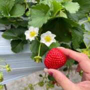 ヒメ日記 2026/01/28 20:54 投稿 響れな 熟女パラダイス岐阜店（カサブランカグループ）