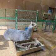 せいら 花粉勘弁…お休み頂きます💦 リッチドールフェミニン