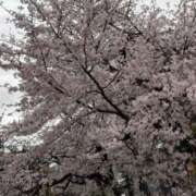 ヒメ日記 2026/04/05 08:58 投稿 四ノ宮　れん プルプル京都性感エステ　はんなり