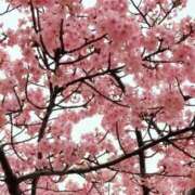 ヒメ日記 2025/04/09 14:08 投稿 ゆず 錦糸町人妻花壇