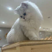 ヒメ日記 2025/03/19 19:39 投稿 さゆり ゴールドクイーン