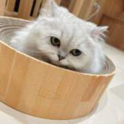 ヒメ日記 2025/06/05 18:46 投稿 さゆり ゴールドクイーン