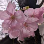 ヒメ日記 2026/03/21 17:05 投稿 けい 性腺熟女100％本店（デリヘル市場）