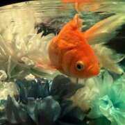 ヒメ日記 2026/04/16 00:41 投稿 来栖☆可愛いから綺麗へ♪ 妹系イメージSOAP萌えフードル学園 大宮本校