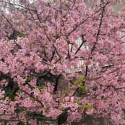 ヒメ日記 2025/04/14 18:13 投稿 さな☆魅力的な綺麗系美女♪ 妹系イメージSOAP萌えフードル学園 大宮本校