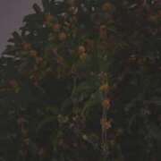 ヒメ日記 2025/10/30 11:41 投稿 みつき☆止まらないリピート数♪ 妹系イメージSOAP萌えフードル学園 大宮本校