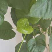 ヒメ日記 2026/04/22 05:37 投稿 みつき☆止まらないリピート数♪ 妹系イメージSOAP萌えフードル学園 大宮本校